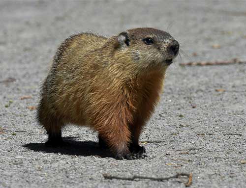 A Groundhog on a grey surface