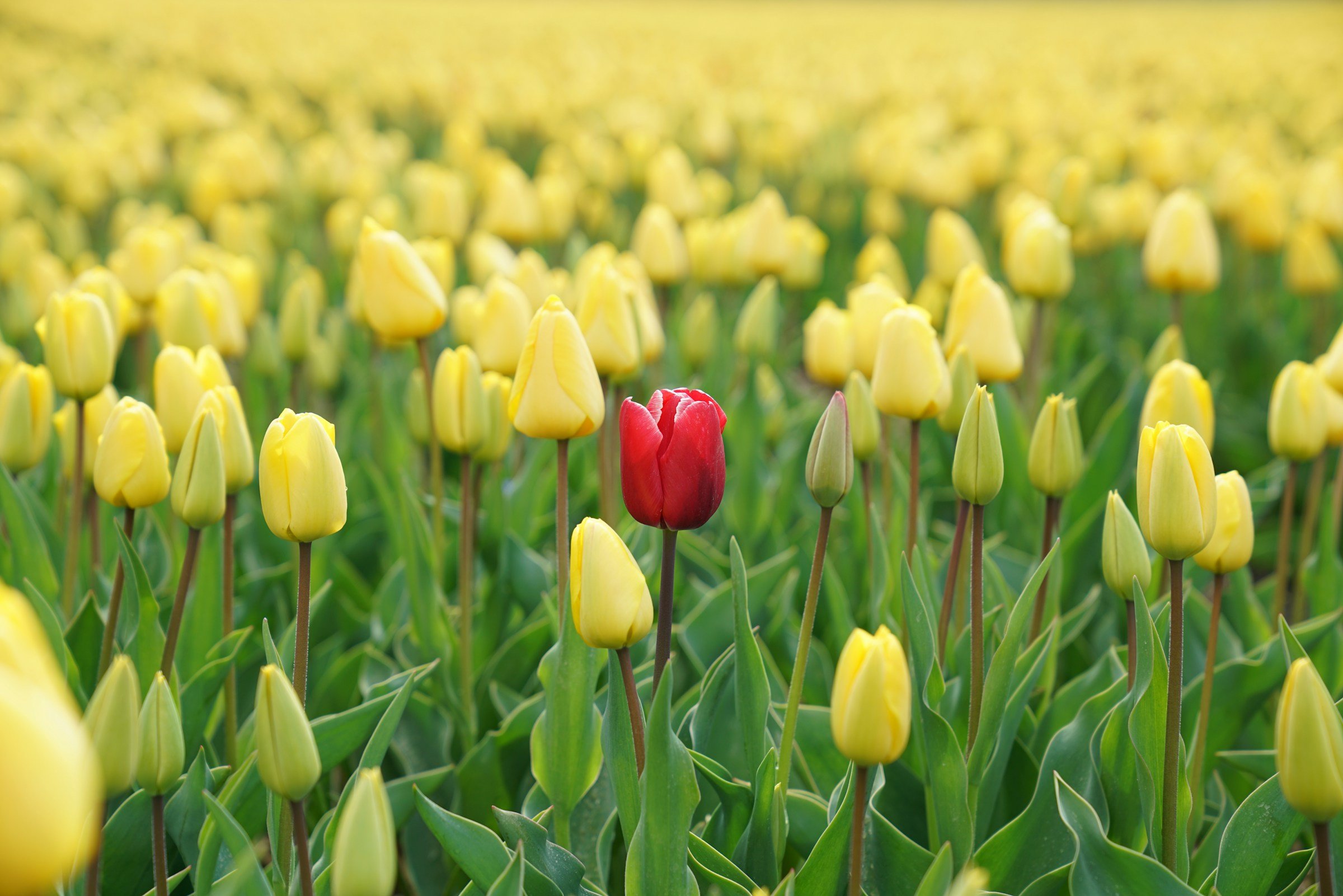 Sage Intacct Reporting - red tulip in a field of yellow tulips