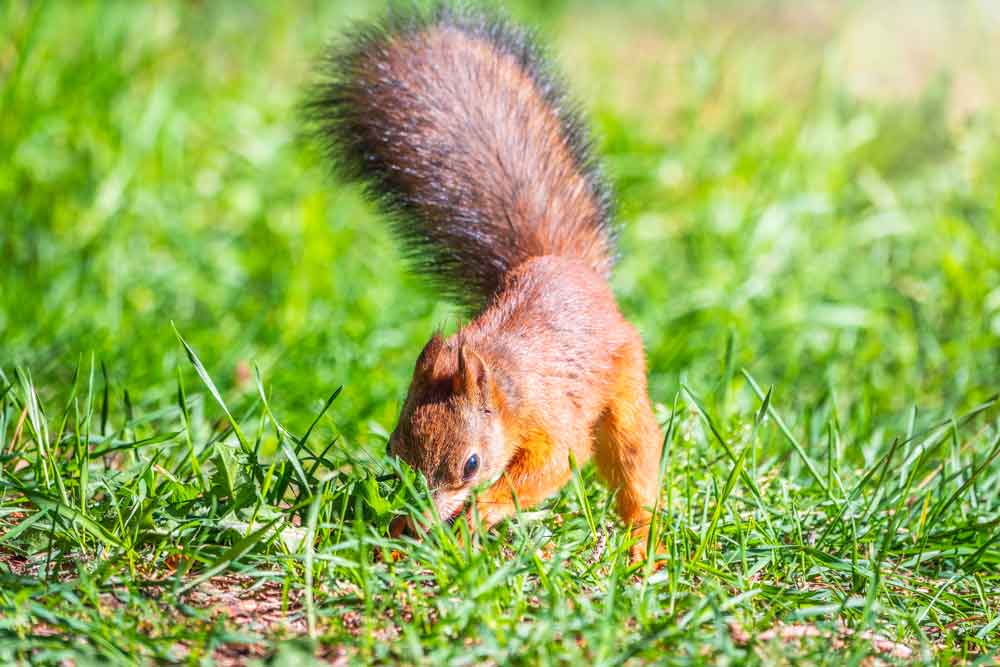 Squirrel - food distribution inventory management